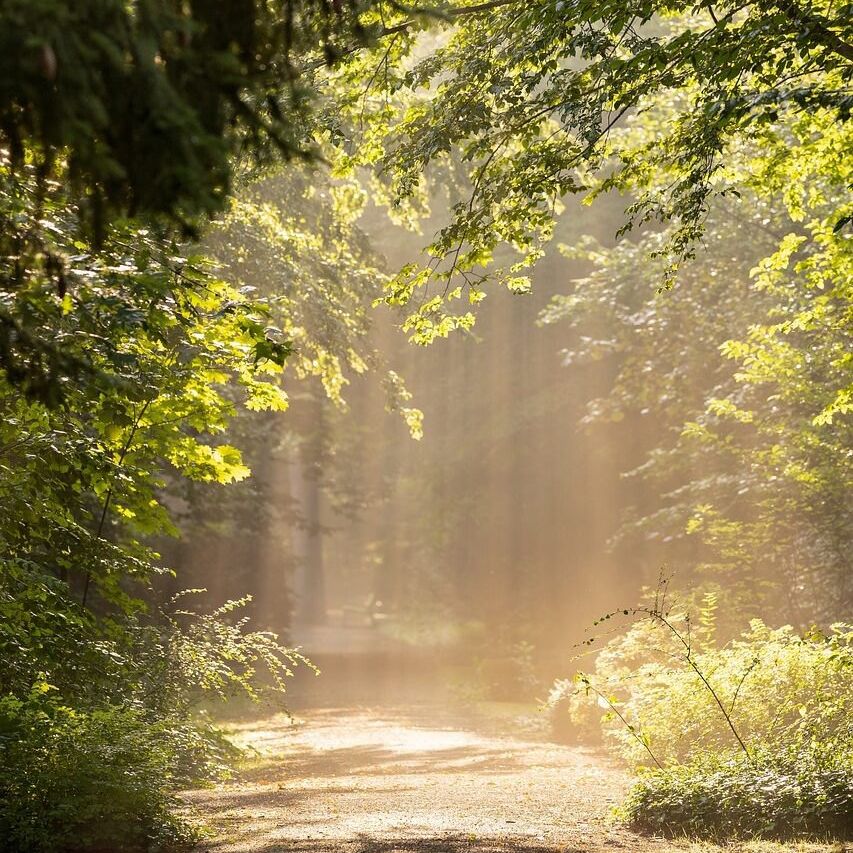 Rayons de soleil traversant les arbres d'une forêt