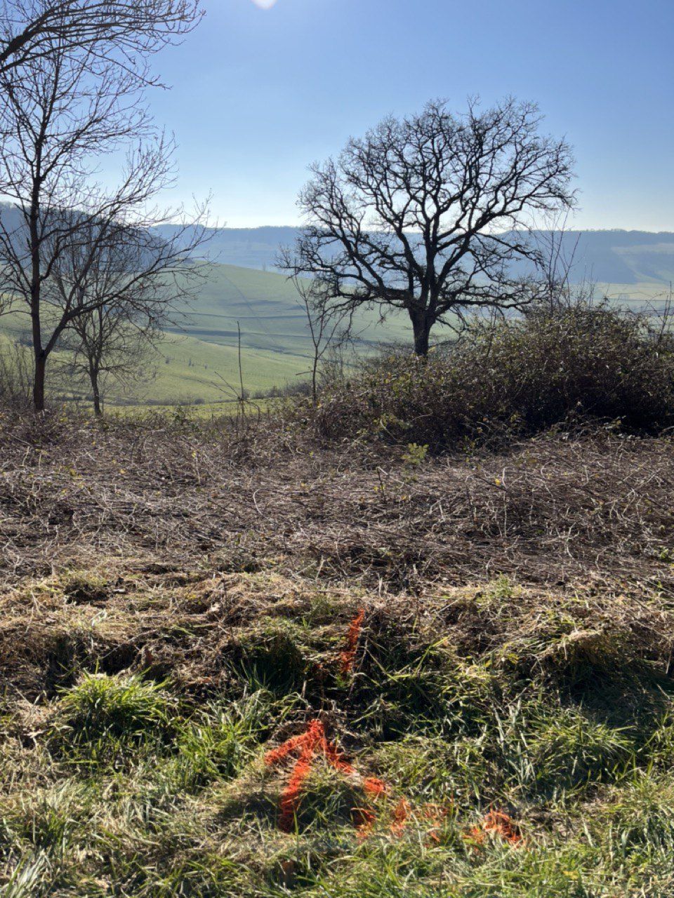 Un grand chêne sur la colline encore nue, la vallée de l’Auxois en fond