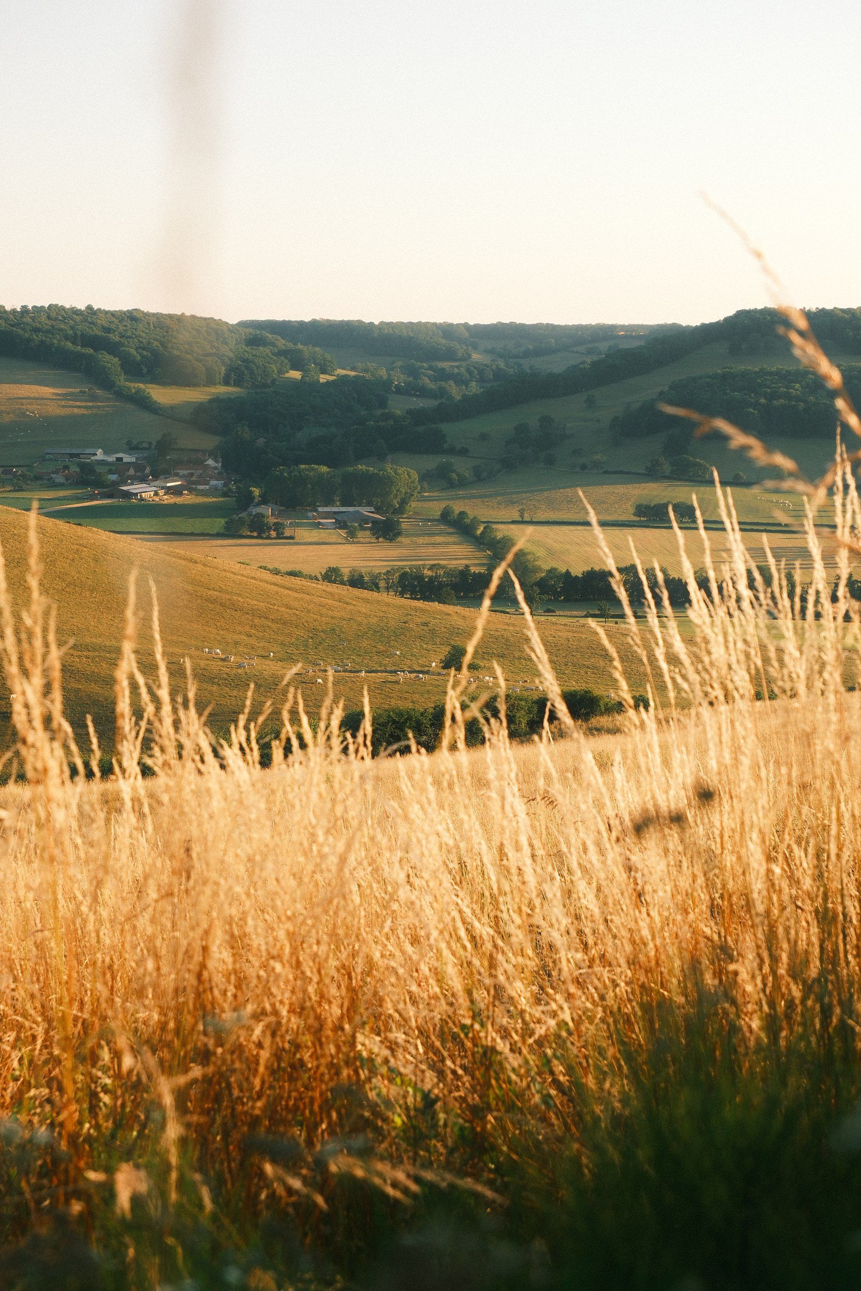Hautes herbes dorées dans la prairie du domaine, collines en arrière-plan