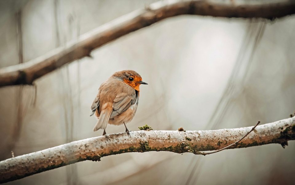 bird, robin, birdwatching, animal, ornithology, nature, wildlife, bird, bird, bird, bird, robin, robin, robin, robin, robin