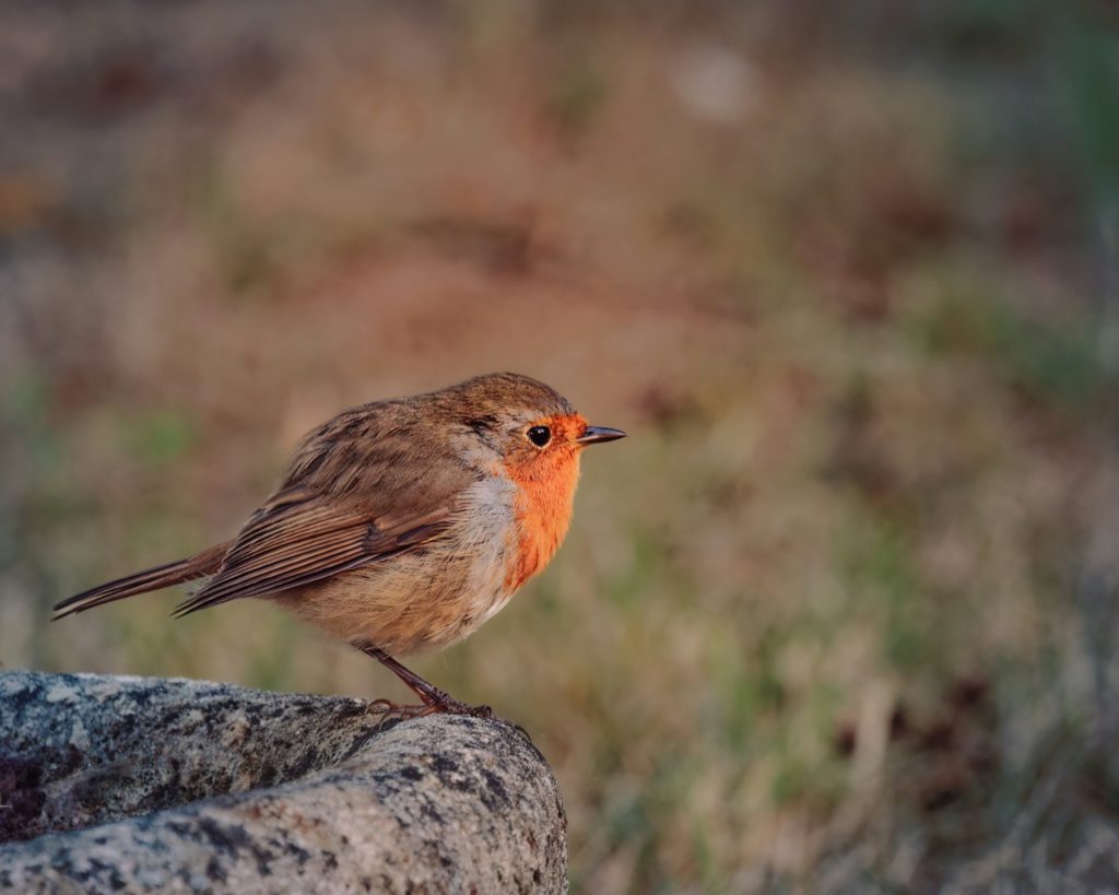 a small bird on a rock