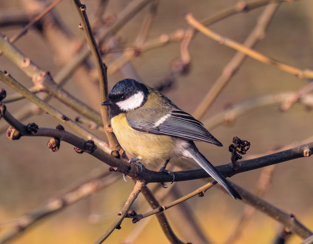 a small bird sitting on a branch of a tree